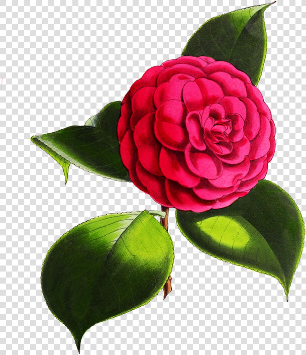 Camellia Flower   Digital Flowers Transparent Background  HD Png DownloadTransparent PNG