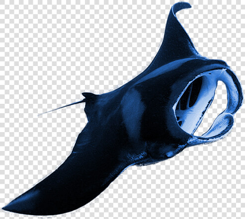 Manta Ray Transparent Background  HD Png DownloadTransparent PNG