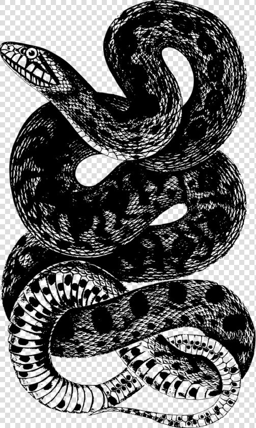 Camiseta Rattlesnake Snake  HD Png DownloadTransparent PNG