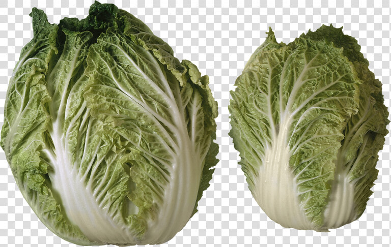 Download For Free Salad High Quality Png   Different Heads Of Lettuce  Transparent PngTransparent PNG