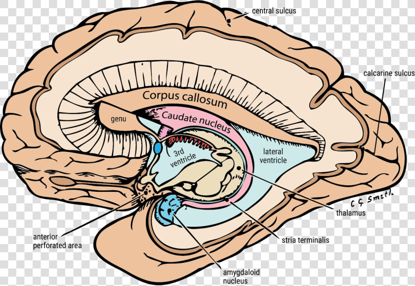 Limbic System Caudate Nucleus  HD Png DownloadTransparent PNG