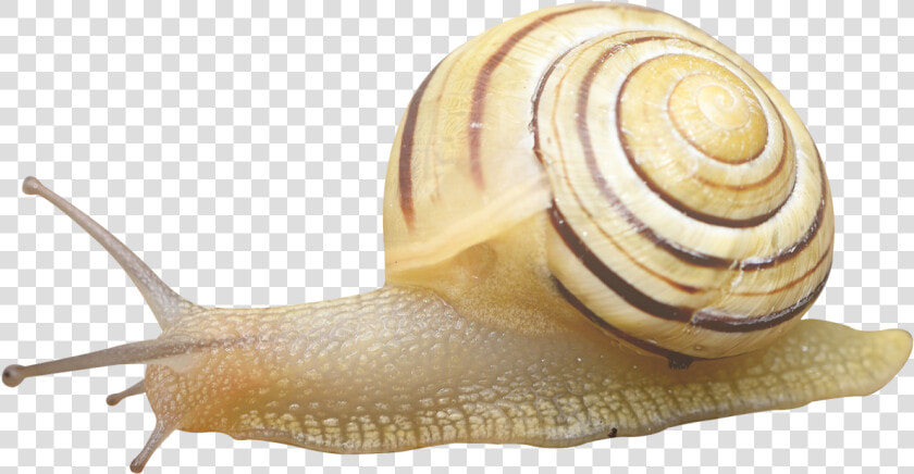 Snail Png Image   Snail Transparent  Png DownloadTransparent PNG