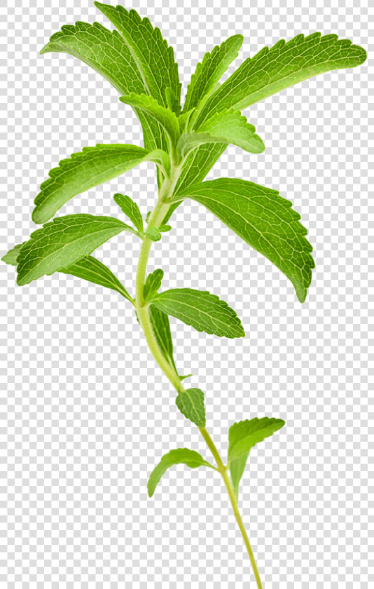 Stevia Plant Png  Transparent PngTransparent PNG