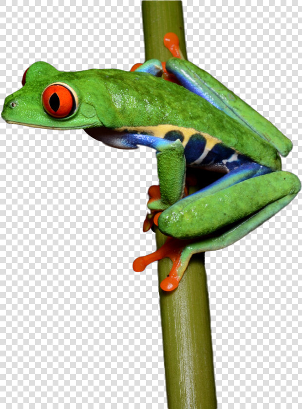 Transparent Frog Png   Red Eyed Tree Frog Dancing Png  Png DownloadTransparent PNG