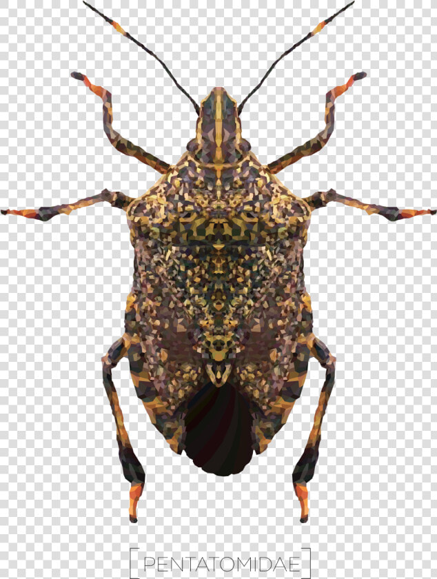 Weevil  HD Png DownloadTransparent PNG