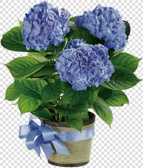 Potted White Hydrangea Centerpieces  HD Png DownloadTransparent PNG