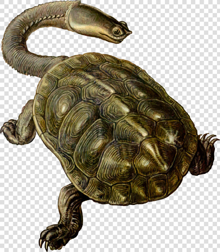 Prehistoric Turtle 2 Clip Arts   Long Neck Sea Turtle  HD Png DownloadTransparent PNG