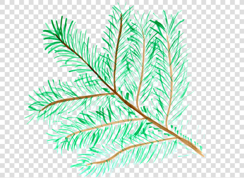 Pine Branch Watercolor Isolated Handpainted Comic   Pine Watercolor Png  Transparent PngTransparent PNG