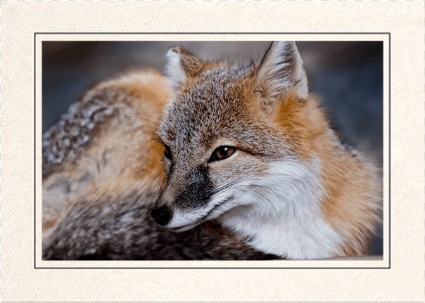 Red Fox   Swift Fox  HD Png DownloadTransparent PNG