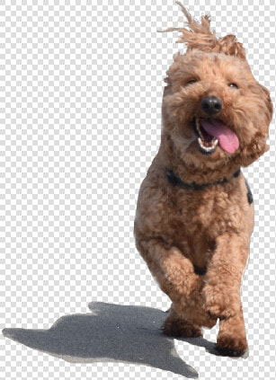 Dog Yawns  HD Png DownloadTransparent PNG