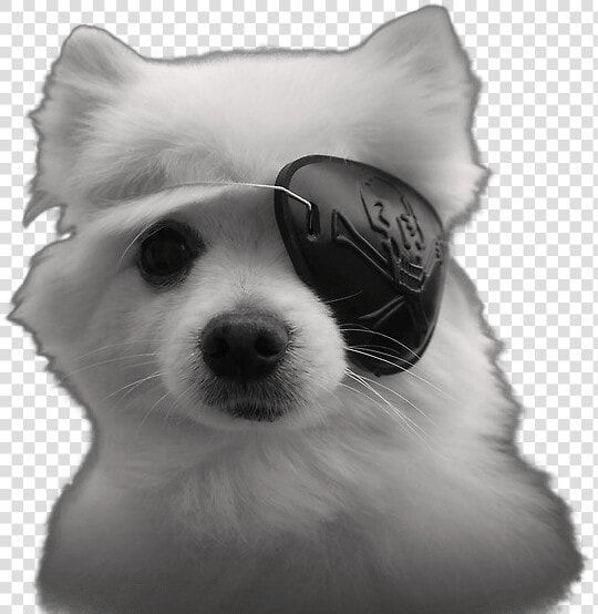 Perro Con Parche En El Ojo  HD Png DownloadTransparent PNG