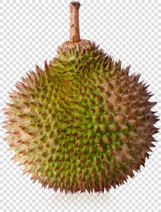 Transparent Durian Png  Png DownloadTransparent PNG