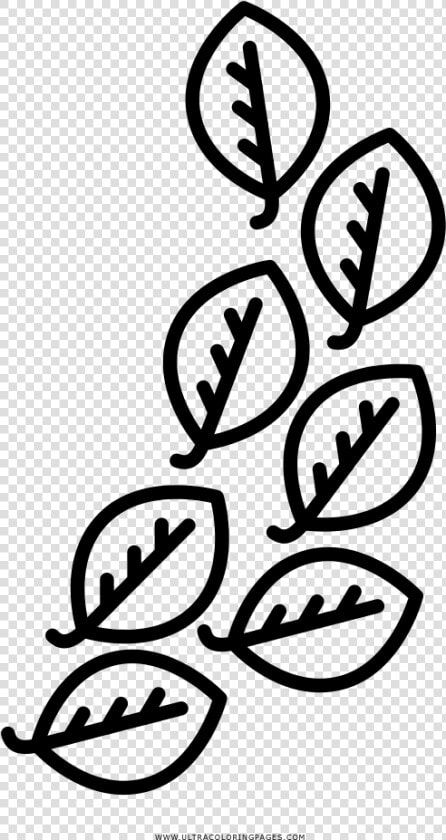 Laurel Leaves Coloring Page   Hojas De Laurel Para Colorear  HD Png DownloadTransparent PNG