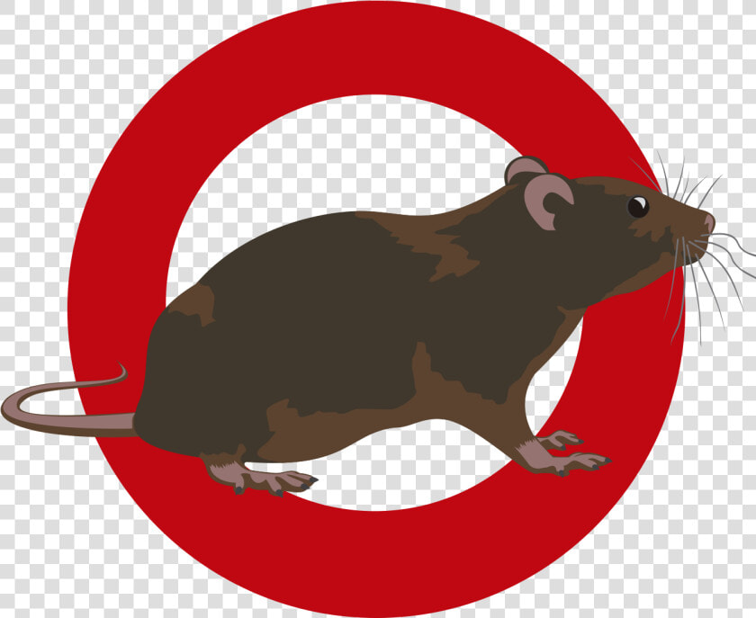 Clipart Rat Pest Control   Mouse  HD Png DownloadTransparent PNG