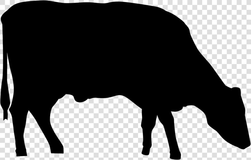 Silhouette  Cow  Animal  Farm  Symbol  Beef  Bull    Cow Grazing Silhouette Png  Transparent PngTransparent PNG