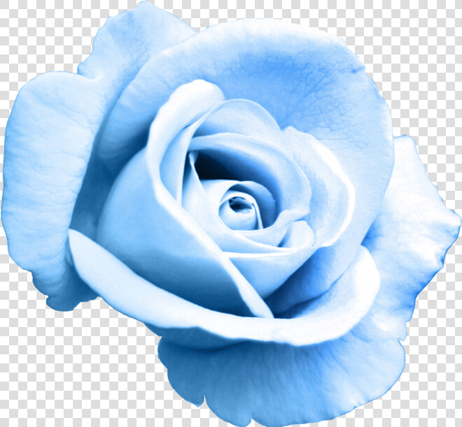 Rose Bleu Png  Transparent PngTransparent PNG