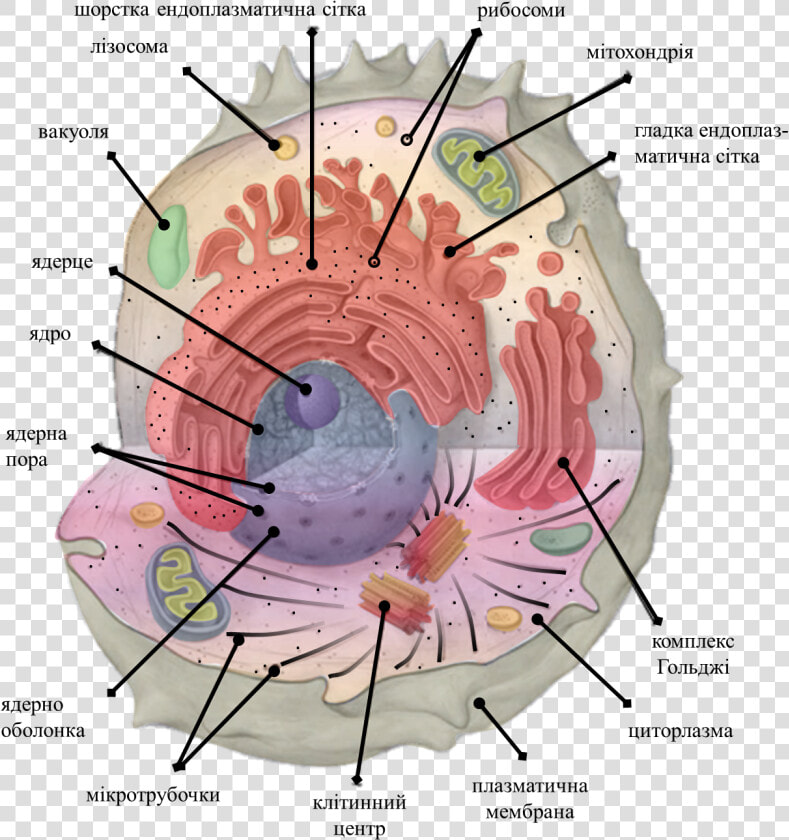 Icon For Template Of Cell Organelles   Animal Cell Organelles  HD Png DownloadTransparent PNG