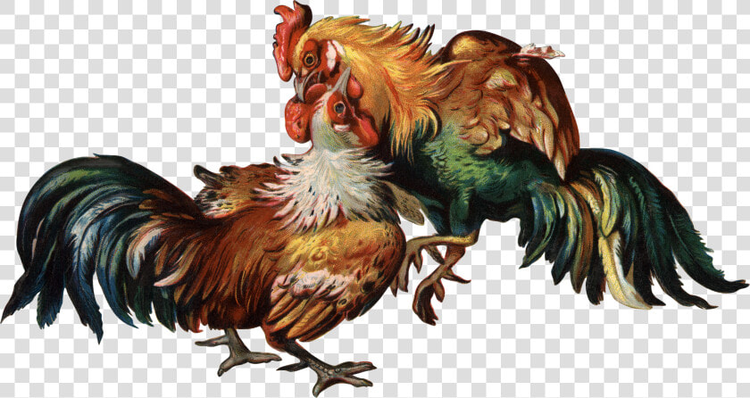 Cockfight Rooster Clip Art   Cock Fight Transparent Background  HD Png DownloadTransparent PNG