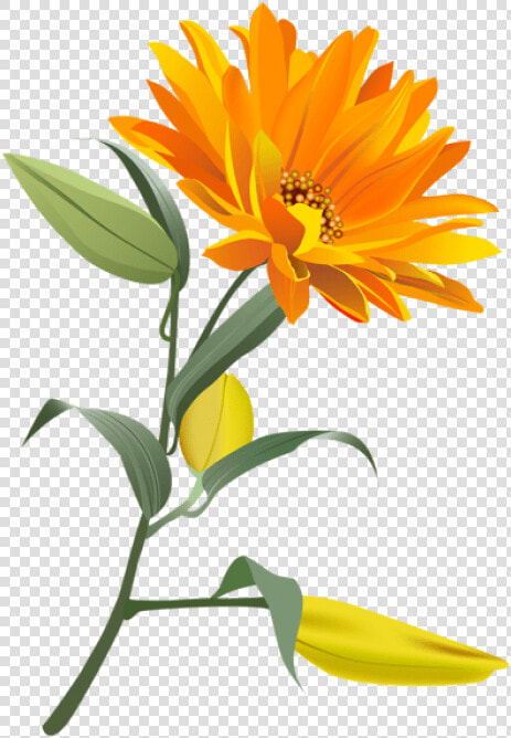 Free Png Download Orange Flower Png Images Background   Orange Flower Png  Transparent PngTransparent PNG