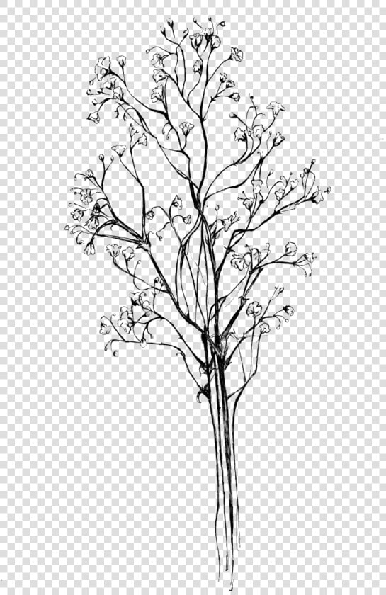 Drawing Baby S Breath Png   Png Download   Baby Breath Flower Png  Transparent PngTransparent PNG