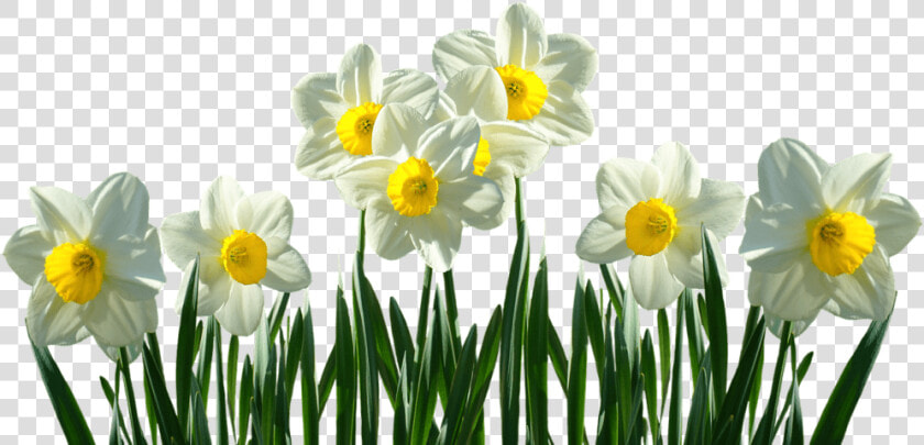 Daffodils Transparent  HD Png DownloadTransparent PNG