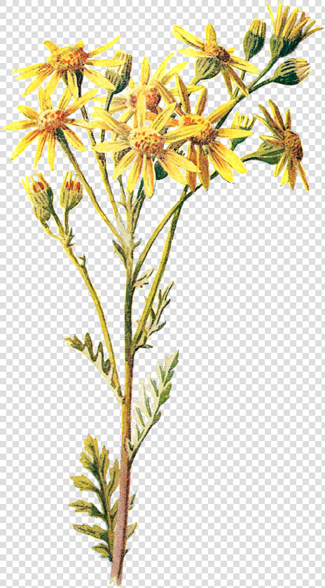 Goldenrod Flower Clipart Graphic Free Library Antique   Wild Flowers Png  Transparent PngTransparent PNG