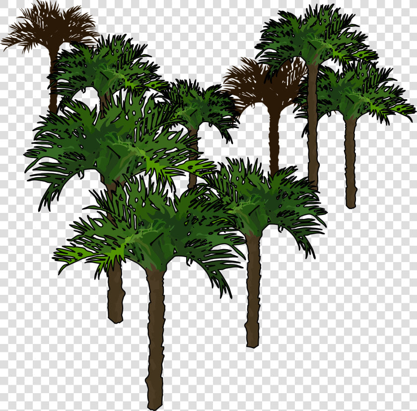 Borassus Flabellifer  HD Png DownloadTransparent PNG