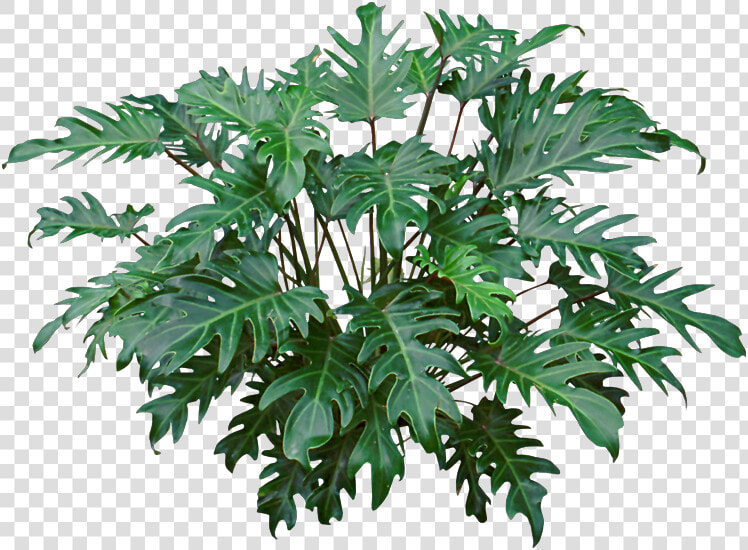 Hd Image Result For Philodendron Xanadu   Philodendron Xanadu Care  HD Png DownloadTransparent PNG