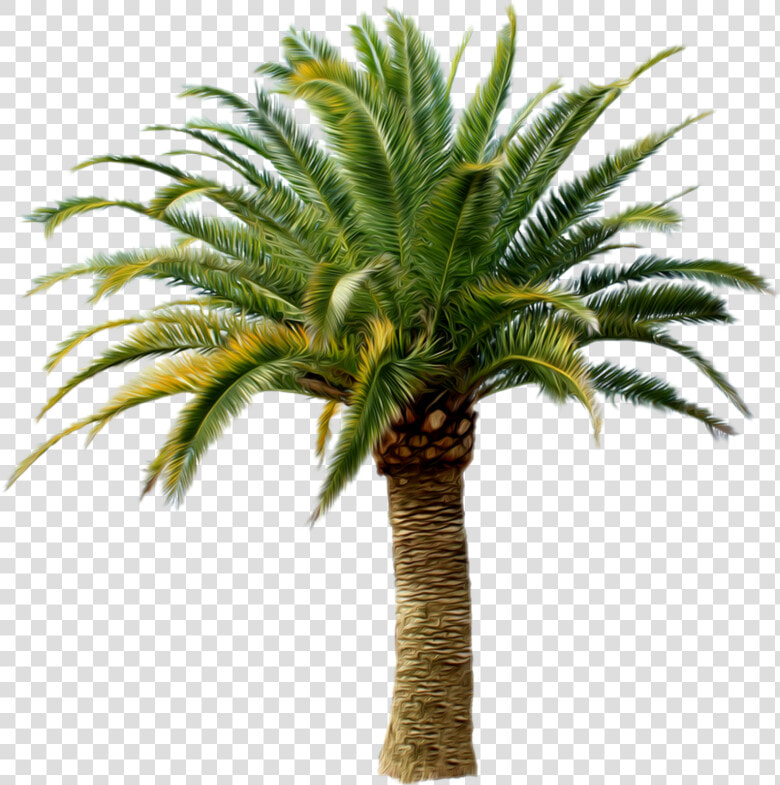 Palm Trees Transparency Clip Art Portable Network Graphics   Small Palm Tree Png  Transparent PngTransparent PNG