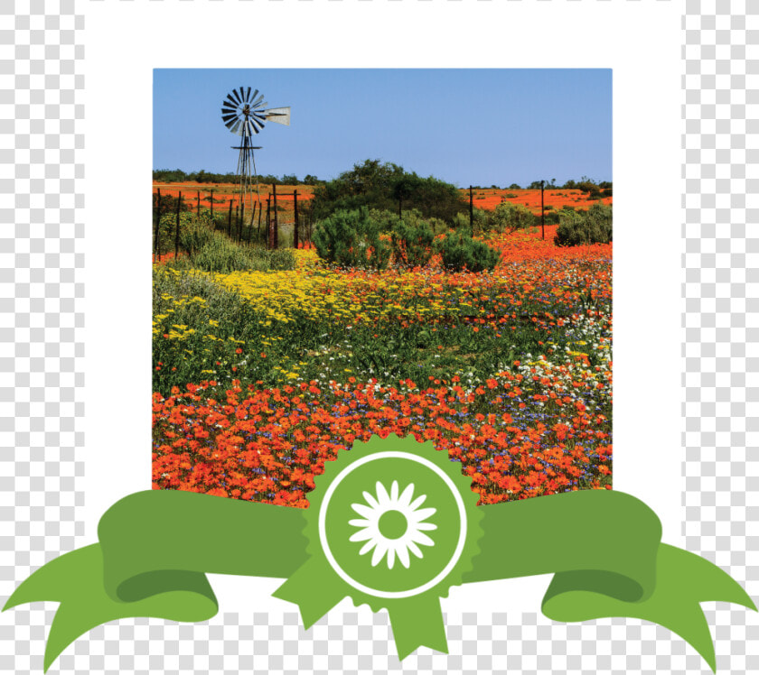 Site Images Wldflower 04 New Realign   South African Wild Flowers  HD Png DownloadTransparent PNG