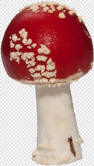 Amanita Muscaria Png Pic   귀두 포피염  Transparent PngTransparent PNG