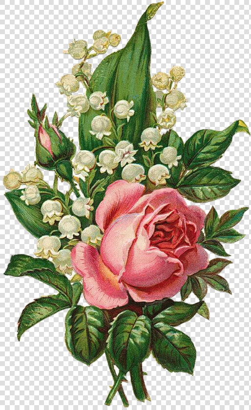 Clipart Free Download Png Vintage Roses Scrap And Decoupage   Lily Of The Valley And Rose Drawing  Transparent PngTransparent PNG