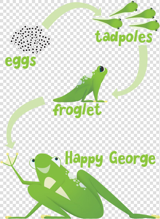 Transparent Tadpole With Legs Clipart   Frog  HD Png DownloadTransparent PNG