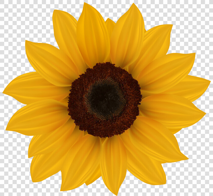 Sun Flower Clip Art Sunflower Png Clipart Image   Transparent Background Sunflower Clipart  Png DownloadTransparent PNG