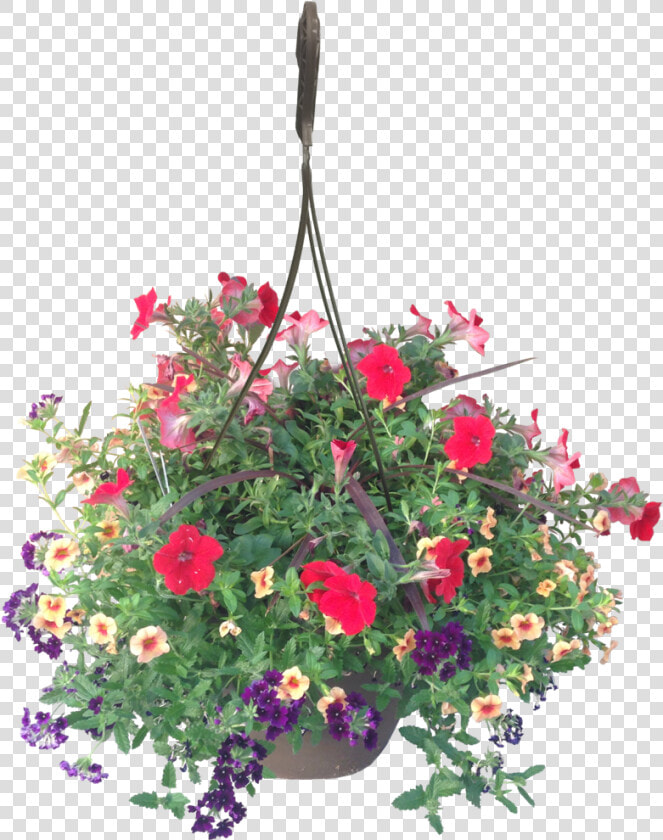 Hanging Basket Calypso Wholesale   Hanging Flower Basket Png  Transparent PngTransparent PNG