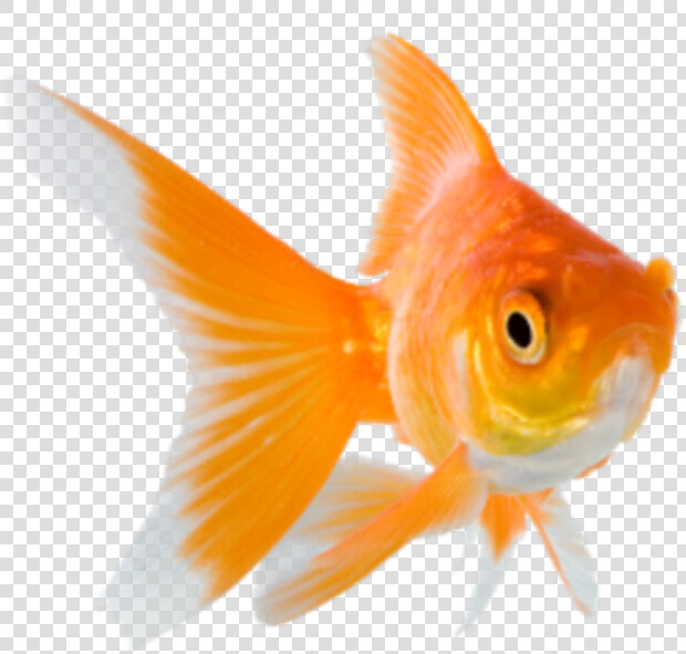  goldfish   Transparent Background Goldfish Png  Png DownloadTransparent PNG