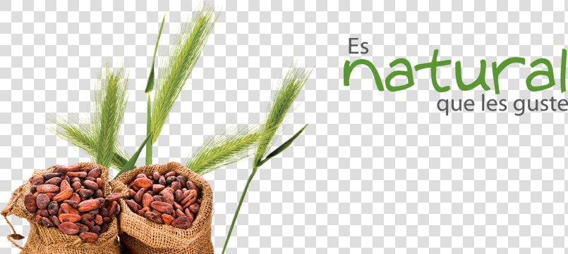 Durum  HD Png DownloadTransparent PNG