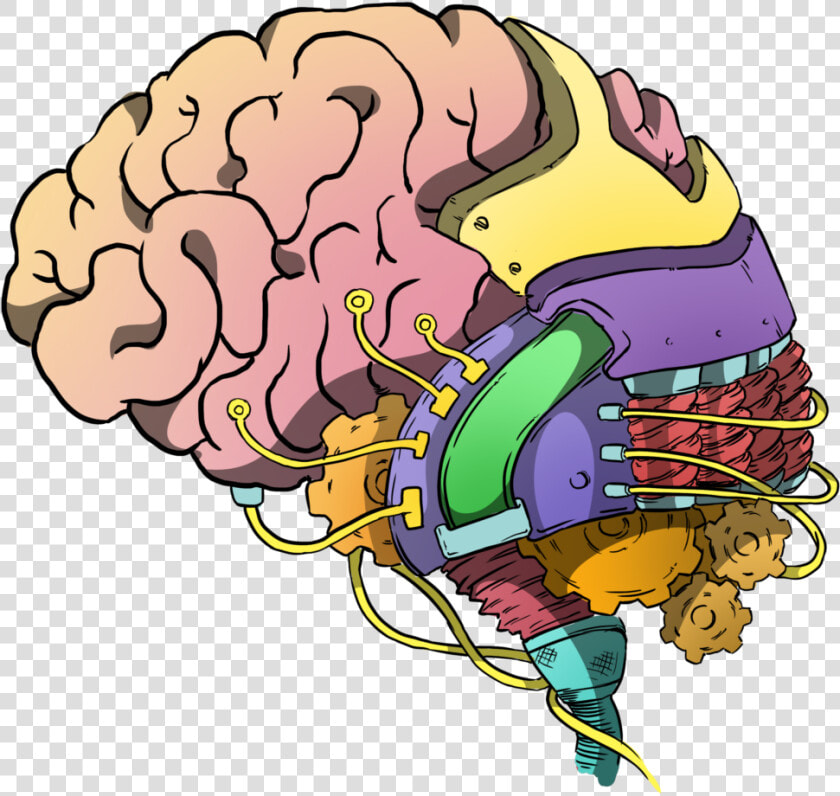 Transparent Human Brain Png   Brain Intelligence Clipart  Png DownloadTransparent PNG