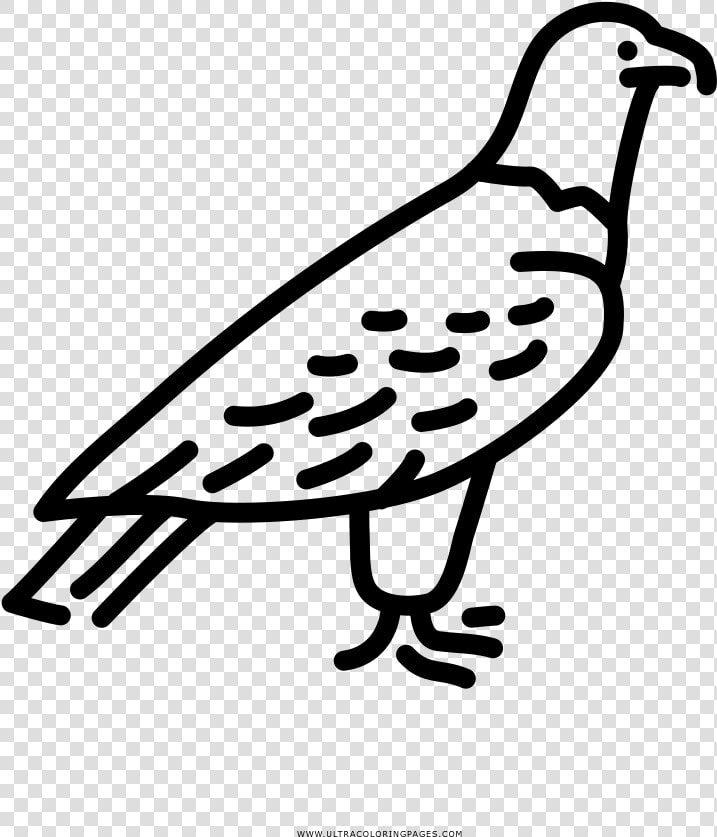 Aguila Dibujos Para Colorear  HD Png DownloadTransparent PNG