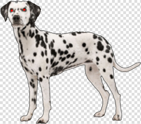 Download Free Png Susie Dalmatian Dog   Dalmatian Png  Transparent PngTransparent PNG