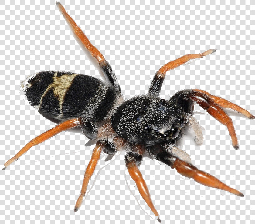 Spider Png Image Download   Biting Flying Ants  Transparent PngTransparent PNG