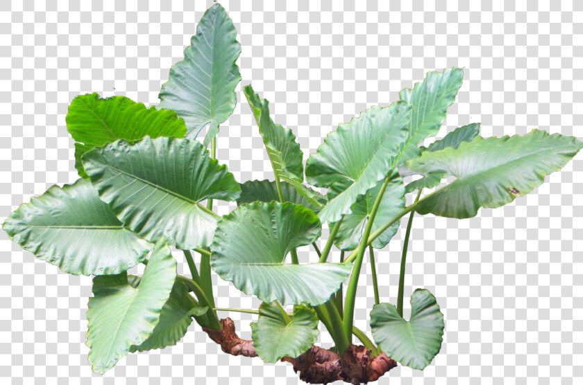  plants  plant  tropical  jungle  nature   Taro Plant Png  Transparent PngTransparent PNG