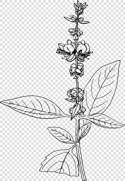 Basil Line Art Herb   Basil Line Drawing  HD Png DownloadTransparent PNG