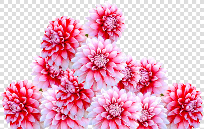 Dahlia  Jewelry Dahlia  Autumn Flower  Garden  Blossom   Flowers Dahlias Christmas Autumn Fall Png  Transparent PngTransparent PNG