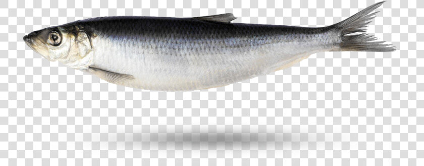 Herring  HD Png DownloadTransparent PNG