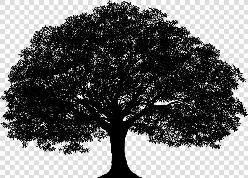 Tree Silhouette Png Clip Art Image​   Vector Oak Tree Silhouette  Transparent PngTransparent PNG