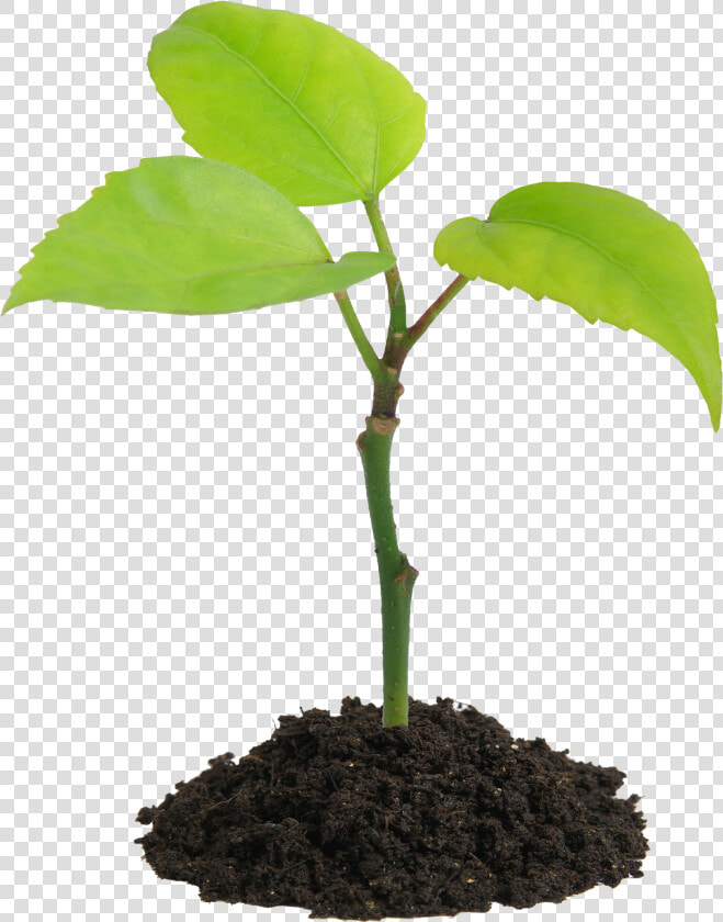 Seedling Png  Transparent PngTransparent PNG