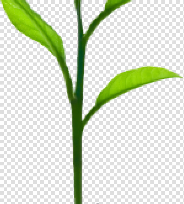 Growing Tree   Png Download   Plant Sprout Png  Transparent PngTransparent PNG