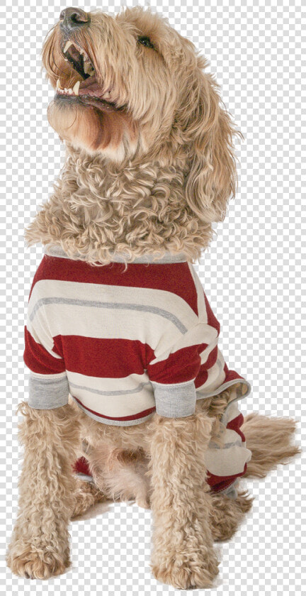 Country Stripe   Labradoodle  HD Png DownloadTransparent PNG