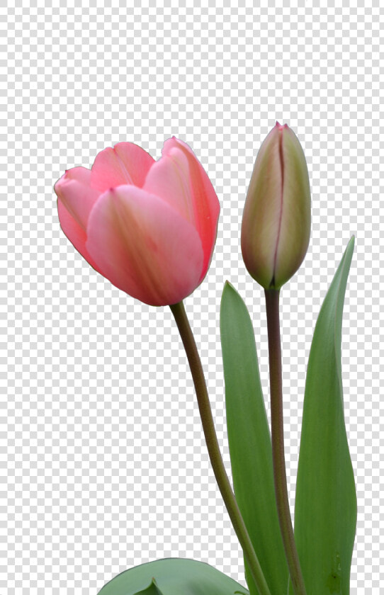 Tulip Png Image   Tulip Bud Png  Transparent PngTransparent PNG